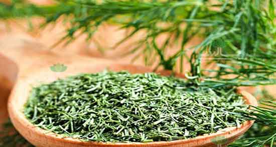 شوید و افزایش شیر ؛ ایا خوردن شوید برای افزایش شیر مادران مفیده