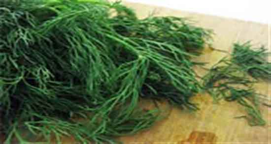 شوید و بارداری ؛ خاصیت مصرف دمنوش شوید برای زنان باردار چیست شوید و بارداری ؛ خاصیت مصرف دمنوش شوید برای زنان باردار چیست