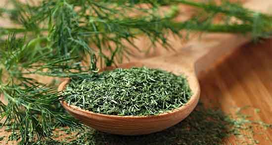 شوید و خواصش ؛ خاصیت مصرف شوید برای تنظیم کننده قاعدگی شوید و خواصش ؛ خاصیت مصرف شوید برای تنظیم کننده قاعدگی