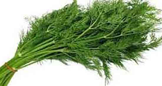 شوید و لاغری ؛ خاصیت چربی سوزی شکم و پهلو با خوردن عرق شوید شوید و لاغری ؛ خاصیت چربی سوزی شکم و پهلو با خوردن عرق شوید