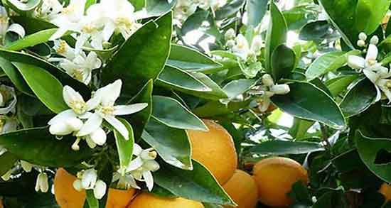 ضررهای عرق بهار نارنج ؛ عوارض عرق بهار نارنج در دوران بارداری چیست ضررهای عرق بهار نارنج ؛ عوارض عرق بهار نارنج در دوران بارداری چیست