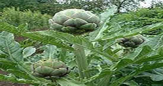 طبع آرتیشو ؛ طبیعت مصرف عرق آرتیشو برای بدن سرد است یا گرم طبع آرتیشو ؛ طبیعت مصرف عرق آرتیشو برای بدن سرد است یا گرم