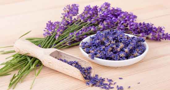 طبع اسطوخودوس ؛ آشنایی با خواص درمانی و طبع اسطوخودوس