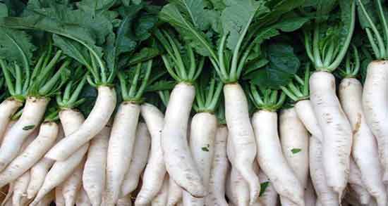 طبع ترب سفید در طب سنتی ؛ طبیعت مصرف ترب سفید از نظر سنت طبع ترب سفید در طب سنتی ؛ طبیعت مصرف ترب سفید از نظر سنت