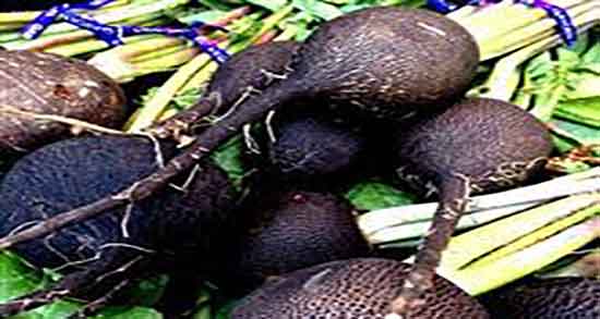 طبع ترب سیاه گرم است یا سرد ؛ طبیعت ترب سیاه برای بدن چیست طبع ترب سیاه گرم است یا سرد ؛ طبیعت ترب سیاه برای بدن چیست