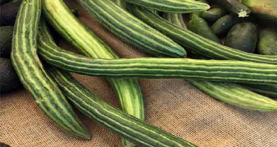 طبع خیار چنبر ؛ آشنایی با خواص درمانی و طبع خیار چنبر