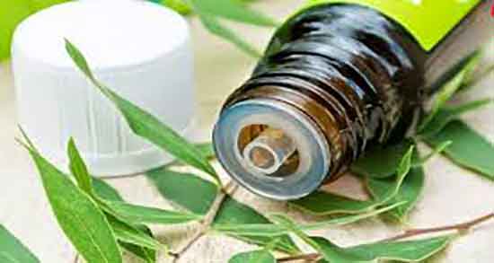 طبع روغن درخت چای در طب سنتی و روغن درخت چای از نظر طب سنتی طبع روغن درخت چای در طب سنتی ؛ روغن درخت چای از نظر طب سنتی