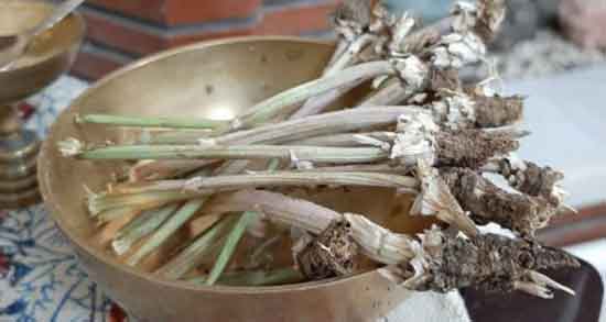 طبع ریشه کاسنی ؛ طبیعت ریشه کاسنی برای بدن گرم است یا سرد طبع ریشه کاسنی ؛ طبیعت ریشه کاسنی برای بدن گرم است یا سرد