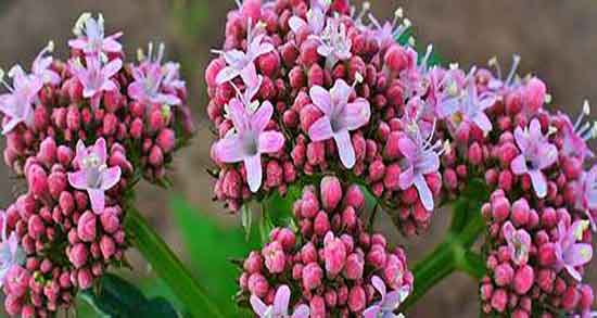 طبع سنبل الطیب ؛ طبیعت مصرف سنبل الطیب و اسطوخودوس طبع سنبل الطیب ؛ طبیعت مصرف سنبل الطیب و اسطوخودوس