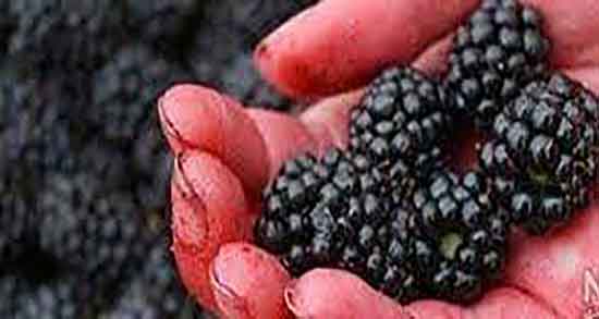 طبع شاه توت ؛ طبیعت شاه توت برای بدن انسان از نظر طب سنتی