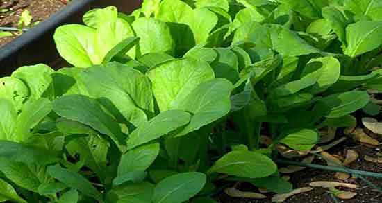 طبع شاهی ؛ طبیعت مصرف سبزی شاهی برای بدن گرم است یا سرد