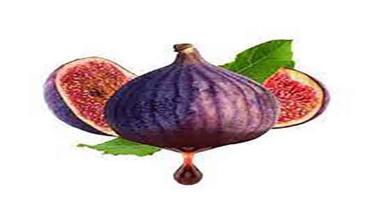 طبع شیره انجیر ؛ طبیعت شیره انجیر برای بدن سرد است یا گرم طبع شیره انجیر ؛ طبیعت شیره انجیر برای بدن سرد است یا گرم