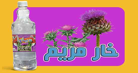 طبع عرق خار مریم ؛ طبیعت عرق خار مریم برای بدن گرم است یا سرد