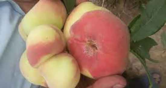 طبع هلو انجیری گرم است یا سرد و طبیعت مصرف هلو انجیری چیست طبع هلو انجیری گرم است یا سرد ؛ طبیعت مصرف هلو انجیری چیست