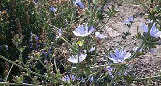 طبع کاسنی و طبیعت کاسنی برای بدن انسان سرد است یا گرم طبع کاسنی ؛ طبیعت کاسنی برای بدن انسان سرد است یا گرم