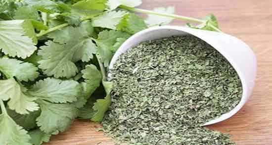 طبع گشنیز گرم است یا سرد ؛ طبیعت گشنیز برای بدن انسان چیست طبع گشنیز گرم است یا سرد ؛ طبیعت گشنیز برای بدن انسان چیست