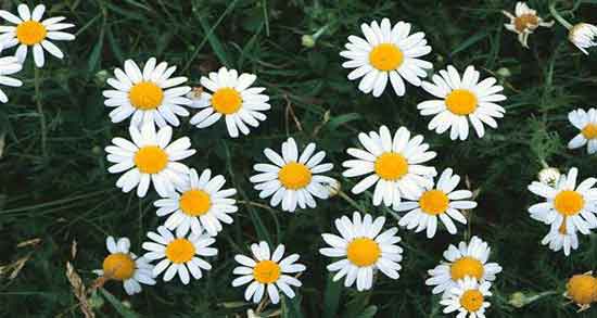 طبع گل بابونه ؛ آشنایی با خواص درمانی و طبع گل بابونه طبع گل بابونه ؛ آشنایی با خواص درمانی و طبع گل بابونه