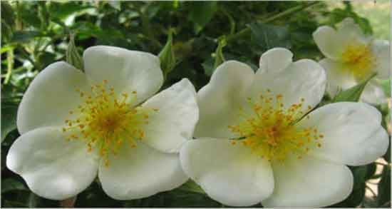 طبع گل نسترن ؛ آشنایی با خواص درمانی و طبع گل نسترن طبع گل نسترن ؛ آشنایی با خواص درمانی و طبع گل نسترن