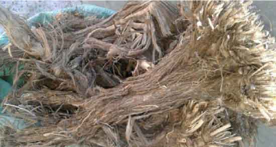 طرز استفاده از ریشه زرشک کوهی و روش استفاده از ریشه زرشک کوهی برای درمان بیماری ها طرز استفاده از ریشه زرشک کوهی ؛ روش استفاده از ریشه زرشک کوهی برای درمان بیماری ها