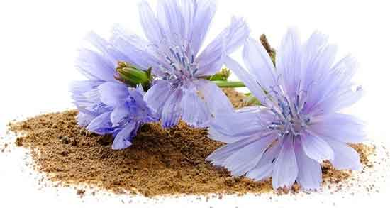 طرز استفاده از ریشه کاسنی ؛ دستور استفاده از ریشه کاسنی چگونست طرز استفاده از ریشه کاسنی ؛ دستور استفاده از ریشه کاسنی چگونست