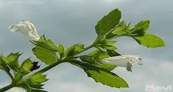 طرز تهیه دمنوش بادرنجبویه ؛ دستور تهیه دمنوش بادرنجبویه چیست طرز تهیه دمنوش بادرنجبویه ؛ دستور تهیه دمنوش بادرنجبویه چیست