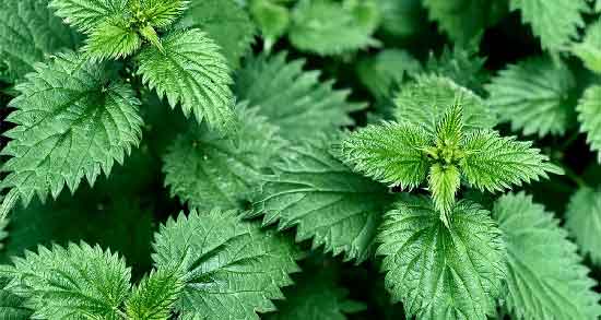 طرز تهیه دمنوش گزنه برای لاغری و نحوه صحیح تهیه دمنوش گزنه برای کاهش وزن طرز تهیه دمنوش گزنه برای لاغری ؛ نحوه صحیح تهیه دمنوش گزنه برای کاهش وزن