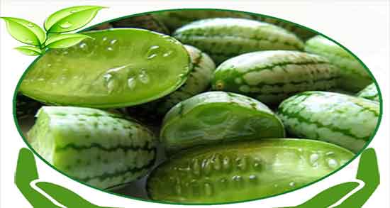 طرز تهیه روغن هندوانه ابوجهل خشک شده ؛ دستور روغن هندوانه ابوجهل طرز تهیه روغن هندوانه ابوجهل خشک شده ؛ دستور روغن هندوانه ابوجهل