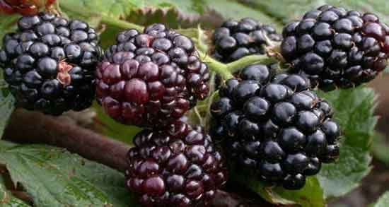 طرز تهیه سرکه شاه توت ؛ دستور تهیه سرکه و شاه توت برای بخور