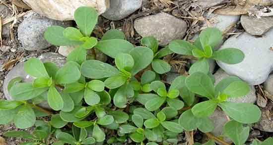 طرز تهیه عرق خرفه ؛ دستور تهیه عرق خرفه در خانه چگونه است