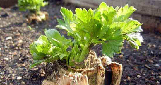 طرز تهیه عرق کرفس ؛ دستور تهیه عرق کرفس برای لاغری شکم و پهلو طرز تهیه عرق کرفس ؛ دستور تهیه عرق کرفس برای لاغری شکم و پهلو