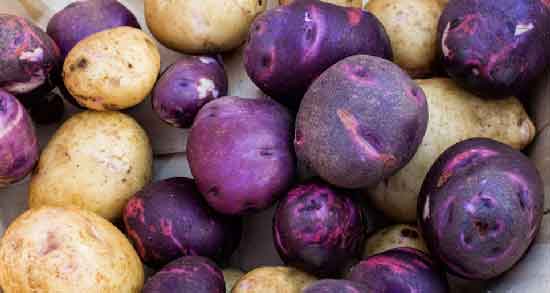 طرز پخت سیب زمینی بنفش ؛ بهترین روش برای پختن سیب زمینی بنفش