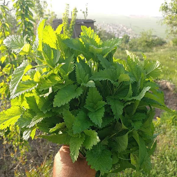 طریقه مصرف بادرنجبویه ؛ دستور مصرف بادرنجبویه برای درمان کبد چرب طریقه مصرف بادرنجبویه ؛ دستور مصرف بادرنجبویه برای درمان کبد چرب