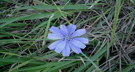 طریقه مصرف برگ کاسنی ؛ دستور استفاده از برگ کاسنی برای دمنوش