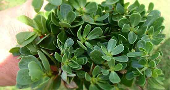 طریقه مصرف خرفه برای لاغری ؛ دستور مصرف خرفه برای چربی سوزی