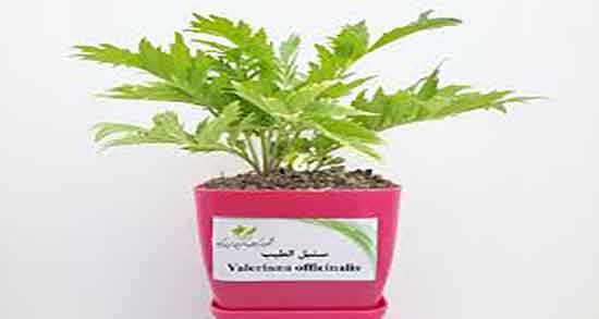 طریقه مصرف سنبل الطیب ؛ نحوه اسپری سنبل الطیب برای گربه ها