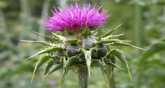 طریقه مصرف عرق خار مریم ؛ دستور مصرف عرق خار مریم برای کبد چرب طریقه مصرف عرق خار مریم ؛ دستور مصرف عرق خار مریم برای کبد چرب