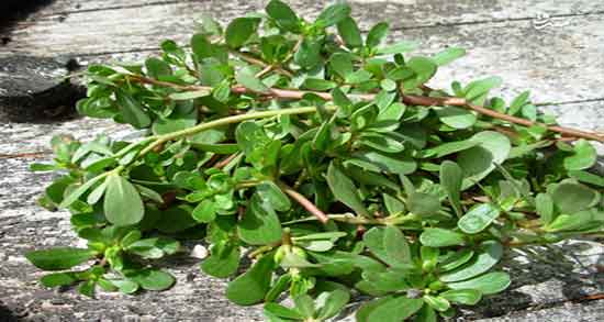 طریقه مصرف عرق خرفه و دستور مصرف عرق خرفه برای لاغری شکم طریقه مصرف عرق خرفه ؛ دستور مصرف عرق خرفه برای لاغری شکم