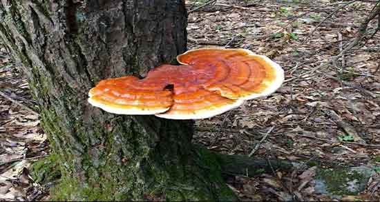 طریقه مصرف قارچ گانودرما ؛ برای لاغری و زگیل تناسلی طریقه مصرف قارچ گانودرما ؛ برای لاغری و زگیل تناسلی