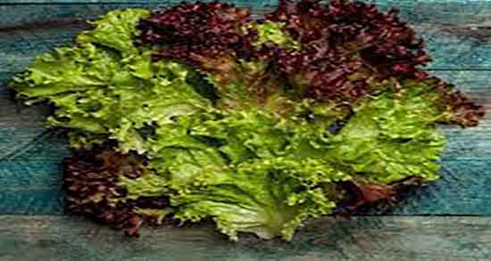 طریقه مصرف کاهو فرانسوی ؛ دستور مصرف کاهو فرانسوی برای سالاد طریقه مصرف کاهو فرانسوی ؛ دستور مصرف کاهو فرانسوی برای سالاد