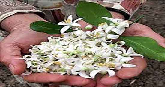 عرق بهار نارنج چه خواصی دارد ؛ دستور مصرف عرق بهار نارنج برای پوست عرق بهار نارنج چه خواصی دارد ؛ دستور مصرف عرق بهار نارنج برای پوست