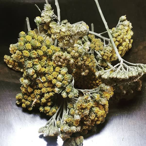 عرق بومادران برای لاغری ؛ طریقه مصرف عرق بومادران برای چربی سوزی عرق بومادران برای لاغری ؛ طریقه مصرف عرق بومادران برای چربی سوزی