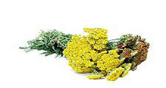 عرق بومادران برای معده ؛ طریقه مصرف عرق بومادران برای زخم معده عرق بومادران برای معده ؛ طریقه مصرف عرق بومادران برای زخم معده