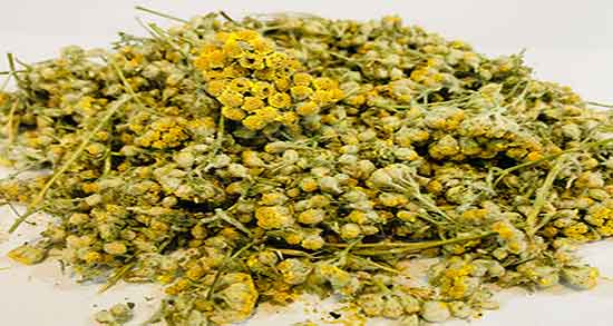 عرق بومادران و فراسیون ؛ مقدار مصرف عرق بومادران و فراسیون برای لاغری عرق بومادران و فراسیون ؛ مقدار مصرف عرق بومادران و فراسیون برای لاغری