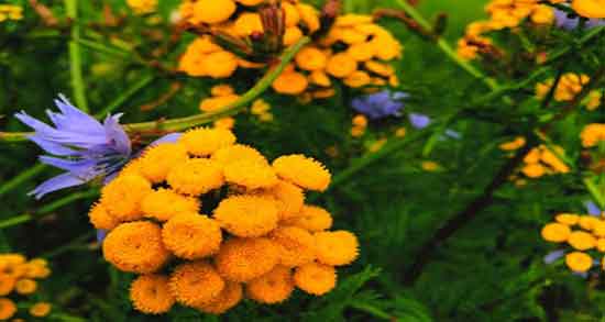 عرق بومادران و نازایی ؛ خاصیت عرق بومادران برای درمان نازایی زنان عرق بومادران و نازایی ؛ خاصیت عرق بومادران برای درمان نازایی زنان