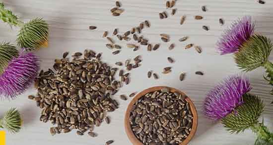 عرق خار مریم برای سنگ کلیه ؛ مصرف عرق خار مریم برای سنگ کلیه