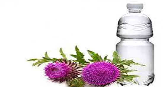 عرق خار مریم برای لاغری ؛ طریقه مصرف عرق خار مریم برای چربی سوزی