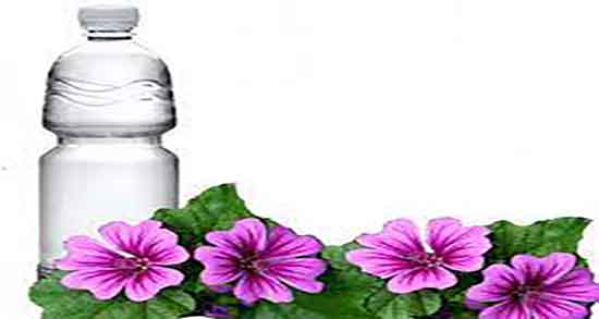 عرق خار مریم برای کبد چرب ؛ دستور مصرف عرق خار مریم برای کبد چرب