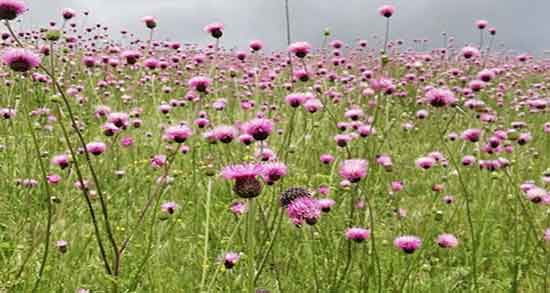 عرق خار مریم در شیردهی ؛ میزان مصرف عرق خار مریم برای زنان شیرده عرق خار مریم در شیردهی ؛ میزان مصرف عرق خار مریم برای زنان شیرده