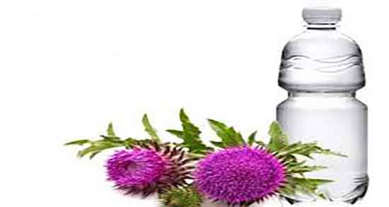 عرق خار مریم گرم یا سرد ؛ خاصیت مصرف عرق خار مریم گرم است یا سرد عرق خار مریم گرم یا سرد ؛ خاصیت مصرف عرق خار مریم گرم است یا سرد