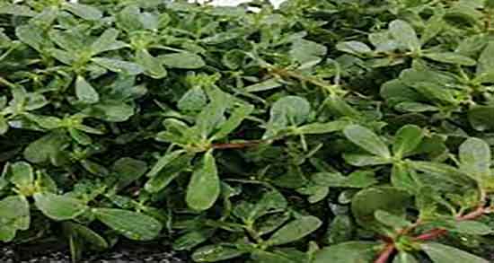 عرق خرفه برای لاغری و درمان چاقی شکم و پهلو با خوردن عرق خرفه عرق خرفه برای لاغری ؛ درمان چاقی شکم و پهلو با خوردن عرق خرفه